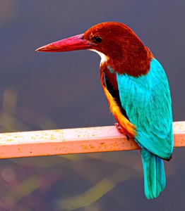 India-Jodhpur-Kingfisher-1