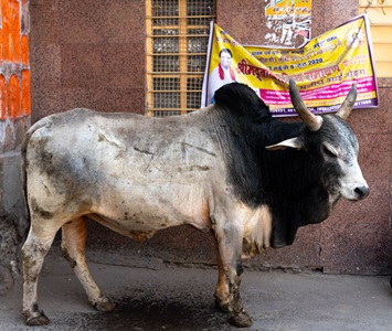 India-Jodhpur-Sacred-Cow