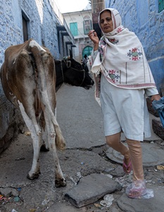 India-Jodhpur-Woman-Cow