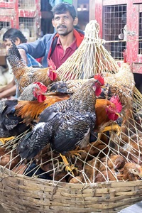 India-Kolkata-Market-Chickens-For-Sale