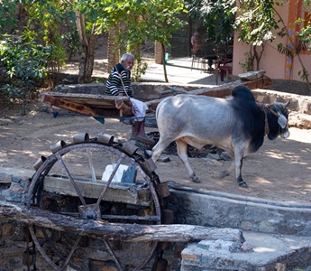 India-Udaipur-Man-Cow