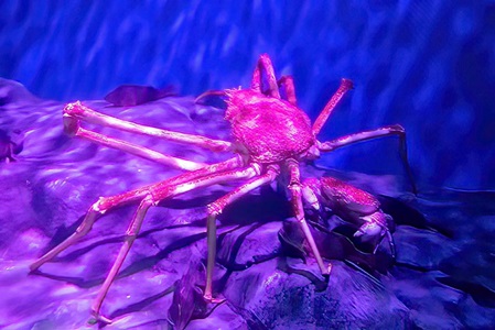 Singapore-Aquarium-Crab