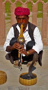 India-Jaipur-Man-With-Corbra