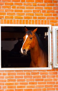 Germany-Leimbach-Horse-In-Barn