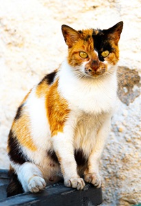 Greece-Naxos-Island-Cat