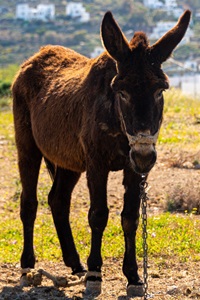 Greece-Naxos-Island-Donkey-In-Field