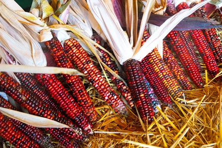 Halloween-Indian-Corn