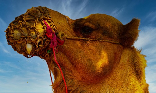 India-Jaipur-Camel-2