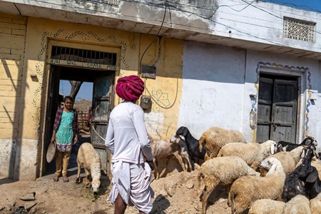 India-Udaipur-Sheep