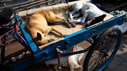 Varanasi-India-sleeping-dogs